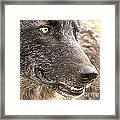 Spitfire Of Yellowstone National Park Framed Print