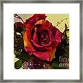 Splendid Painted Rose Framed Print
