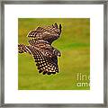 Spotted Eagle Owl In Flight Framed Print