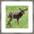 Spotted Fawn Framed Print