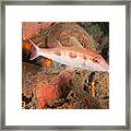 Spotted Goatfish Framed Print