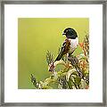 Spotted Towhee Framed Print