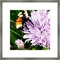 Spring Bee Framed Print