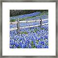 Spring Bluebonnets In The Hill Country Framed Print