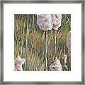 Spring Cattails I Framed Print