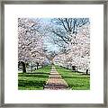 Spring Cherry Trees Framed Print