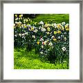 Spring Daffodils. Park Keukenhof Framed Print