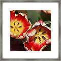 Spring Fling Framed Print