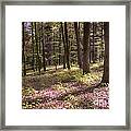 Spring Forest2 Framed Print