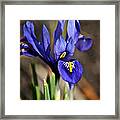 Spring Iris Framed Print