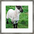 Spring Lamb Framed Print