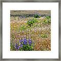 Spring Lupines And Cheatgrass Framed Print