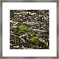 Spring Moss Framed Print