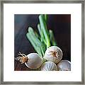 Spring Onions On A Wooden Table Top Framed Print