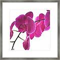 Spring Orchids Framed Print