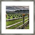 Springhetti Road Pumpkins Framed Print