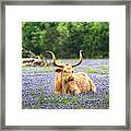 Springtime In Texas Framed Print