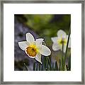 Springtime In Wilbour Woods Framed Print