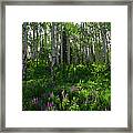 Springtime On The Grand Mesa Framed Print