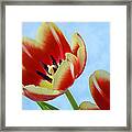 Springtime Tulips. Framed Print