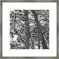 Springtime Woods - New Jesey Pine Barrens - Black And White Framed Print