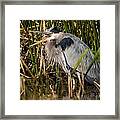 Squaking Blue Heron Framed Print