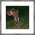 Squid Framed Print