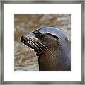 Squinty Sealion Framed Print