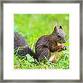 Squirrel Eating A Nut In The Grass Framed Print