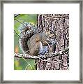 Squirrel In Forest Framed Print
