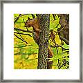 Squirrel In The Woods 2 Oil Framed Print