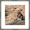 Squirrel Framed Print