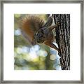 Squirrel Framed Print