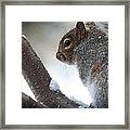 Squirrel Framed Print