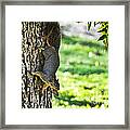 Squirrel With Pecan Framed Print