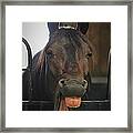 Stable Humour Framed Print