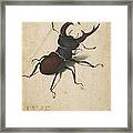 Stag Beetle Framed Print