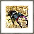 Stag-beetle Framed Print