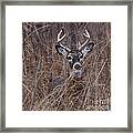 Stag Framed Print