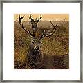 Williams Fine Art Stag Party The Series Framed Print