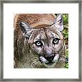 Stalking Cougar Framed Print