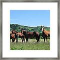 Stampede Horses Framed Print