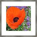 Stand Out Framed Print