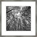 Standing Among Giants Bw Framed Print