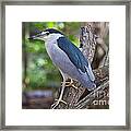 Standing Bird Framed Print