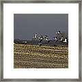 Standing Out 1 Framed Print