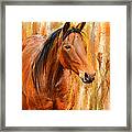 Standing Regally- Bay Horse Paintings Framed Print