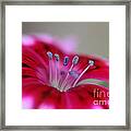 Standing Tall Sweet William Framed Print