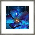 Star Light Plumeria Framed Print