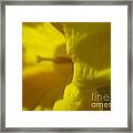 Star Of The Show Framed Print
